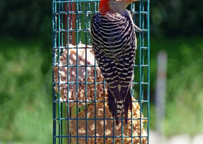 bird feeders (1)